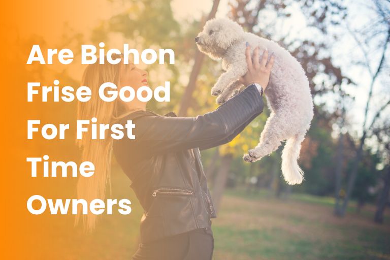 Are Bichon Frise Good For First Time Owners