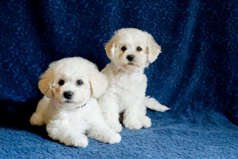 bichon frise owners