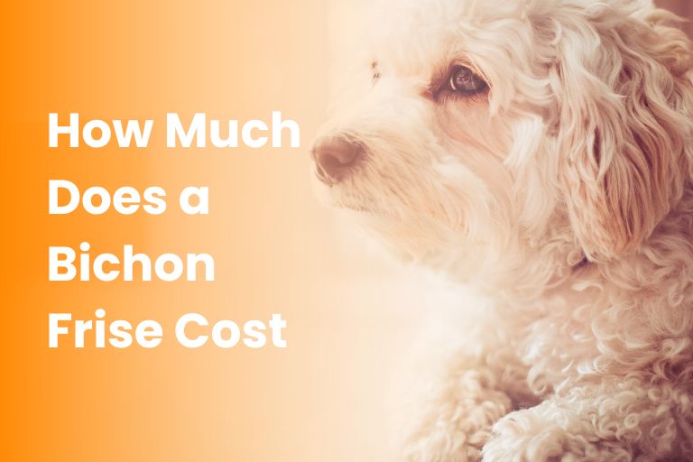 How Much Does a Bichon Frise Cost