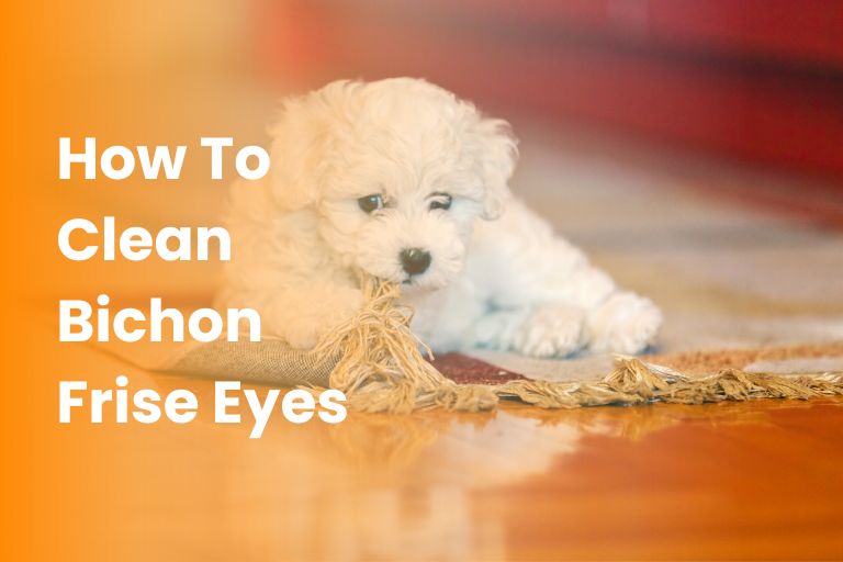 How To Clean Bichon Frise Eyes