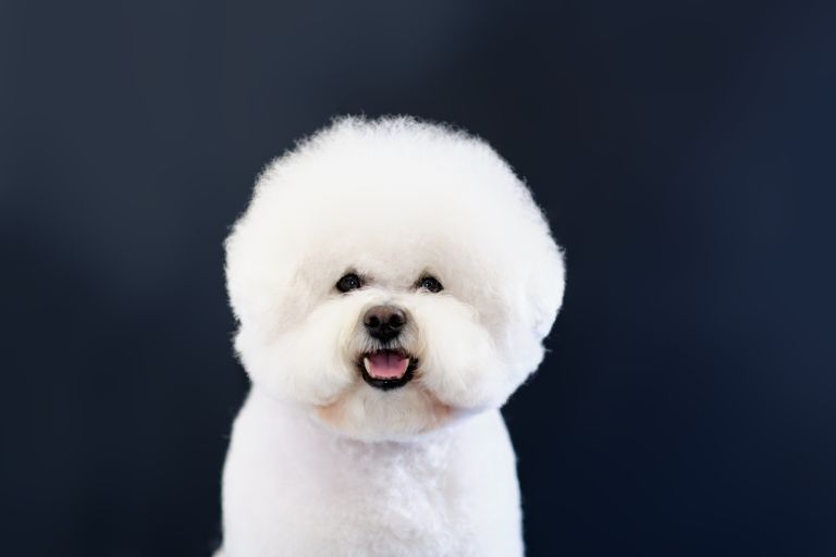 Why Are Bichon Frise So Expensive