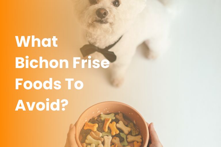 bichon frise foods to avoid