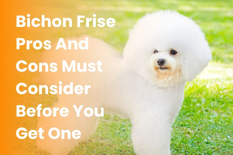 bichon frise pros and cons