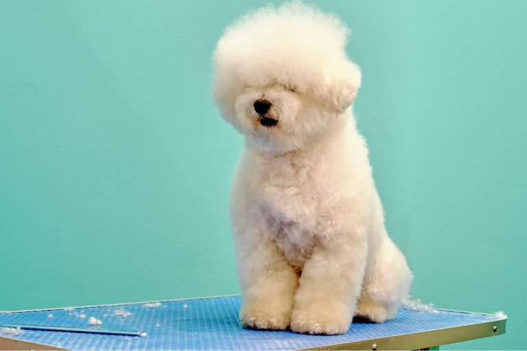 how much do bichon frise shed