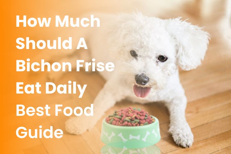 how much should a bichon frise eat daily