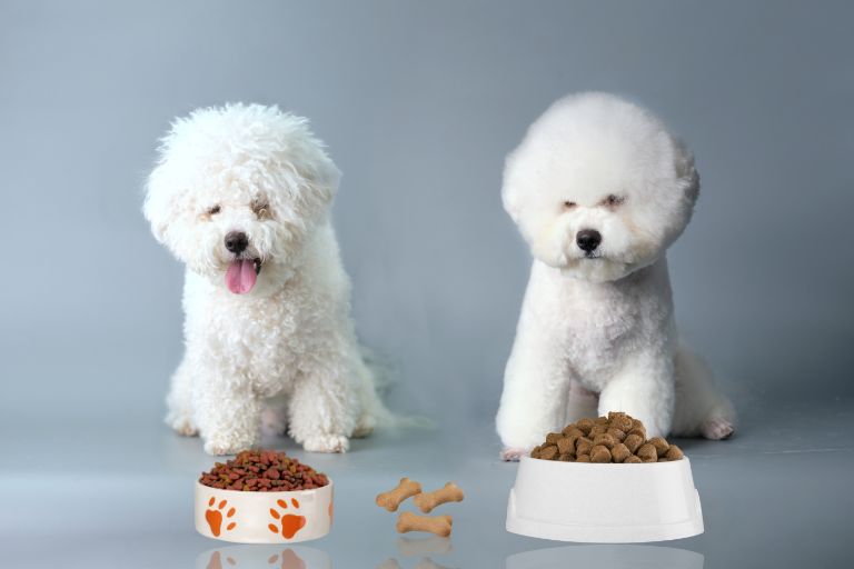 how much should a bichon frise eat