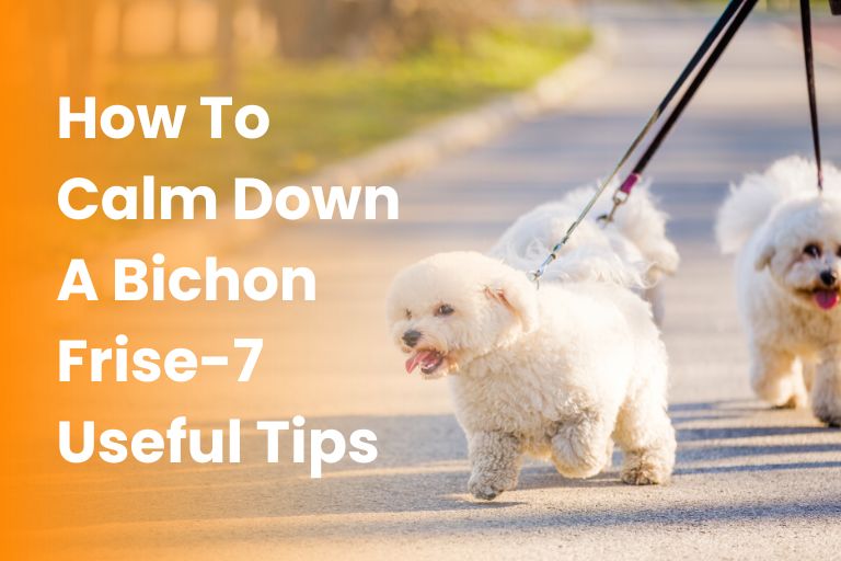 how to calm down a bichon frise