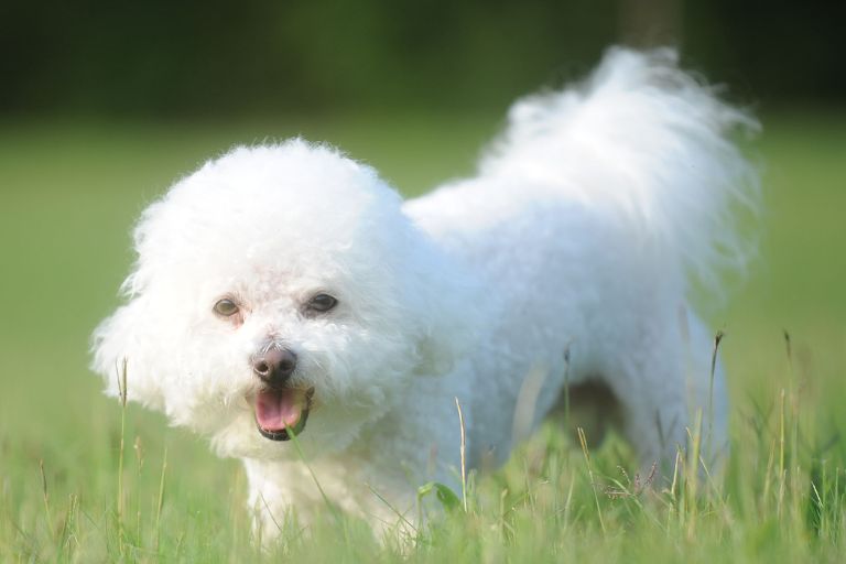 how to stop bichon frise barking