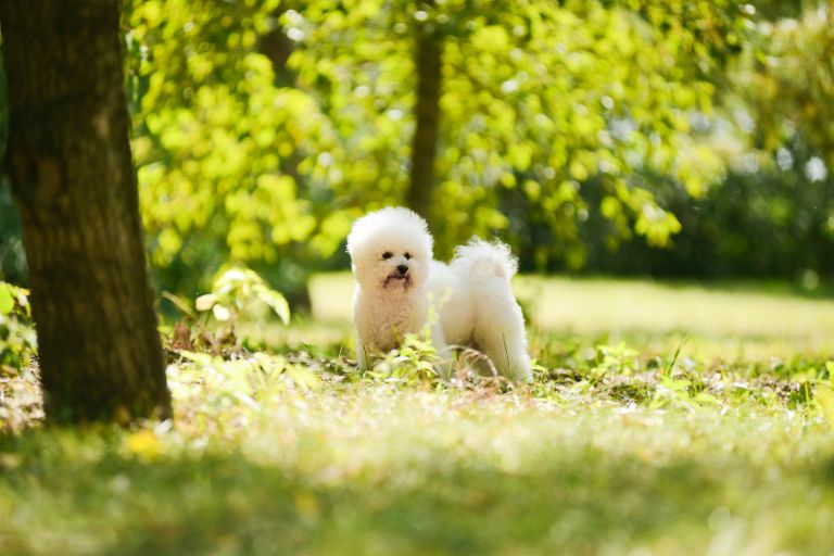 what are the pros and cons of a bichon frise