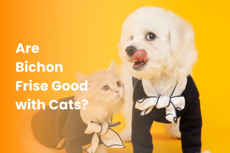 Are Bichon Frise Good with Cats