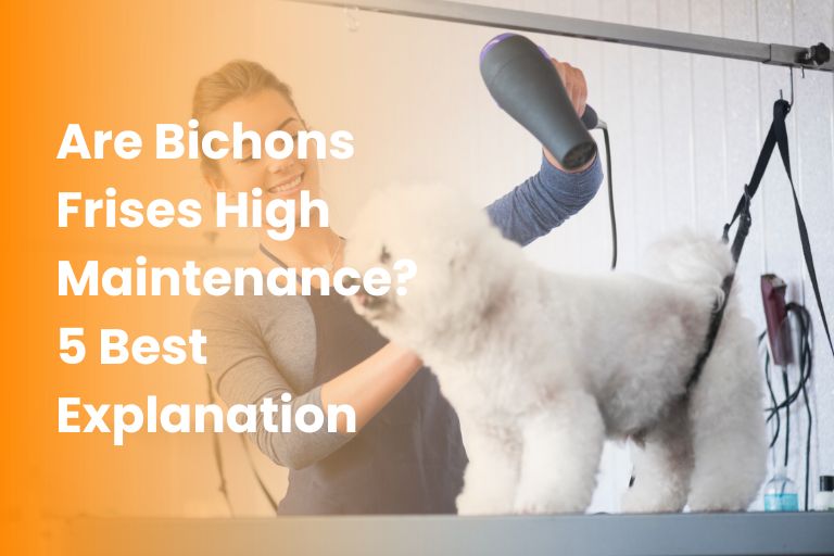 Are Bichons Frises High Maintenance