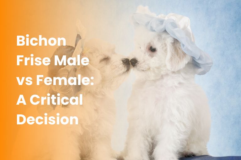 Bichon Frise Male vs Female