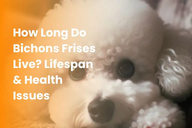 How Long Do Bichons Frises Live