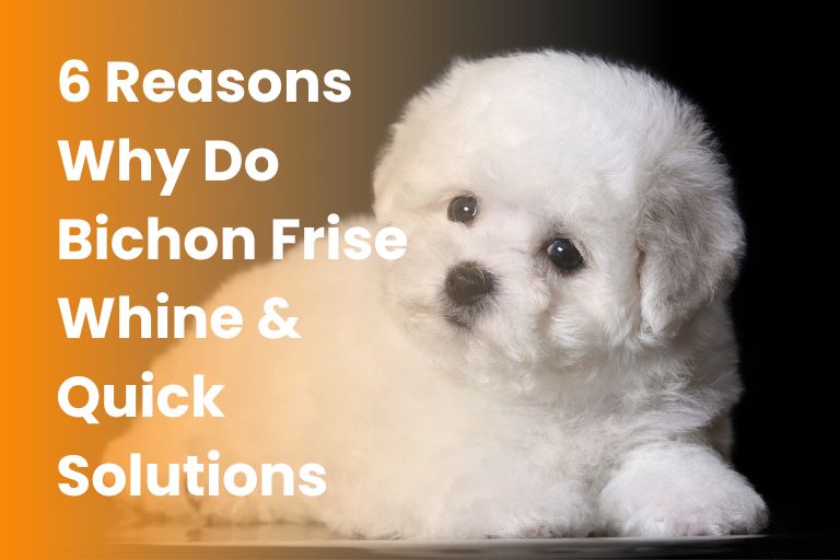 Why Do Bichon Frise Whine