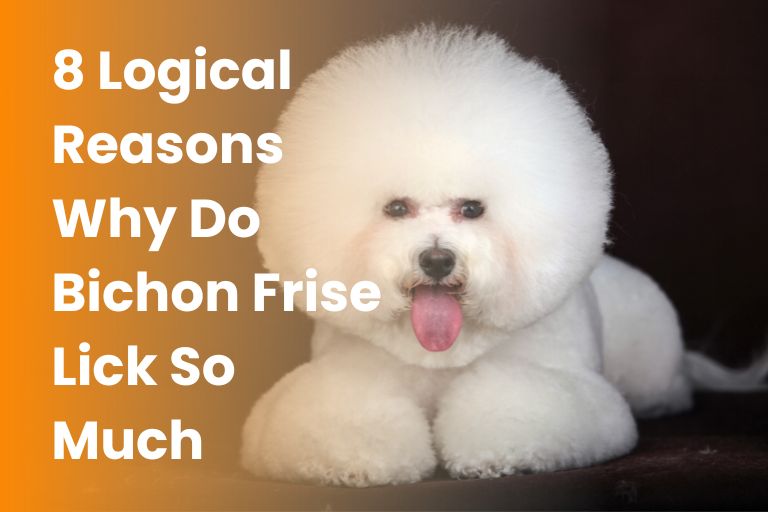 Why do bichon frise lick so much