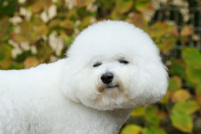 bichon frise whines all the time