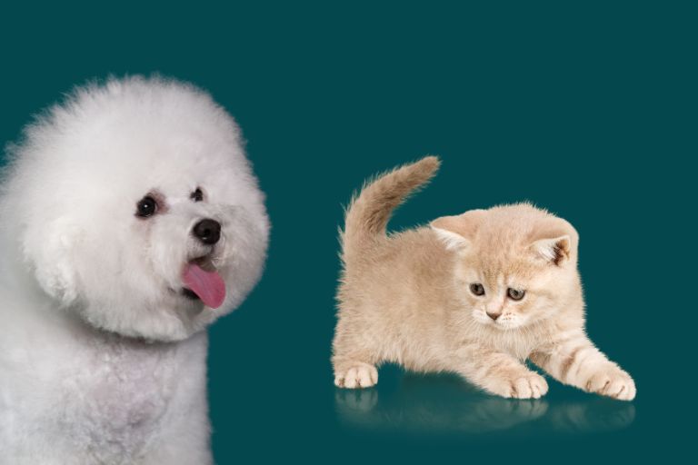 bichon frise with cats