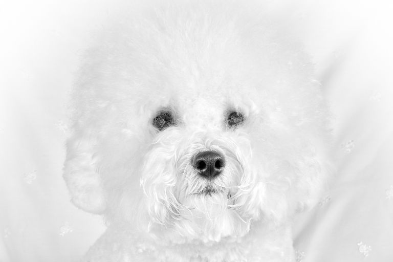 different haircuts for bichon frise
