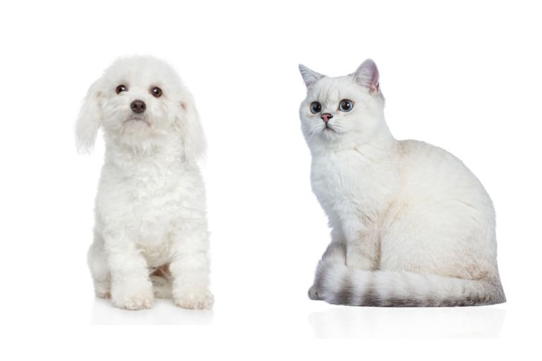 dogs that can live with cats