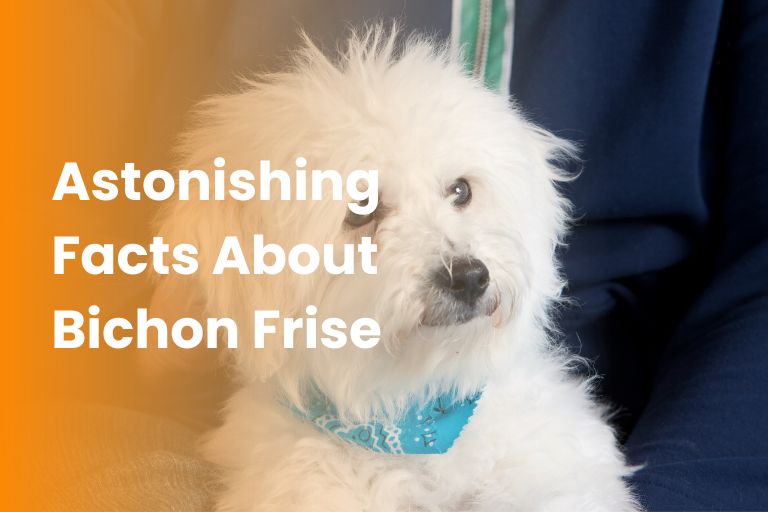 facts about bichon frise