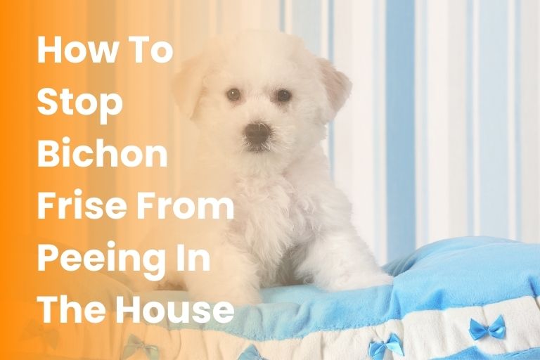 how to stop bichon frise from peeing in the house
