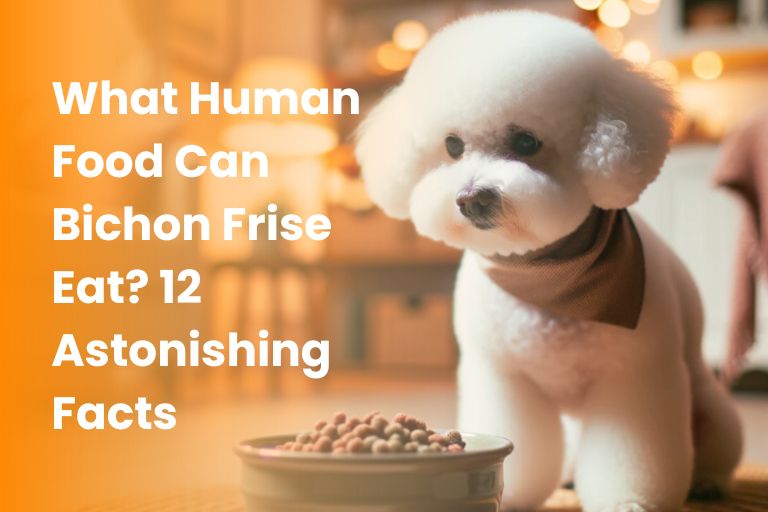 what human food can bichon frise eat