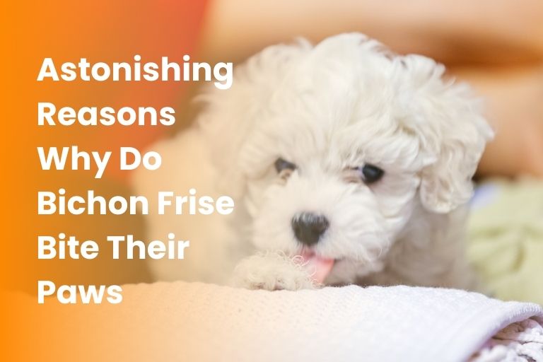 why do bichon frise bite their paws