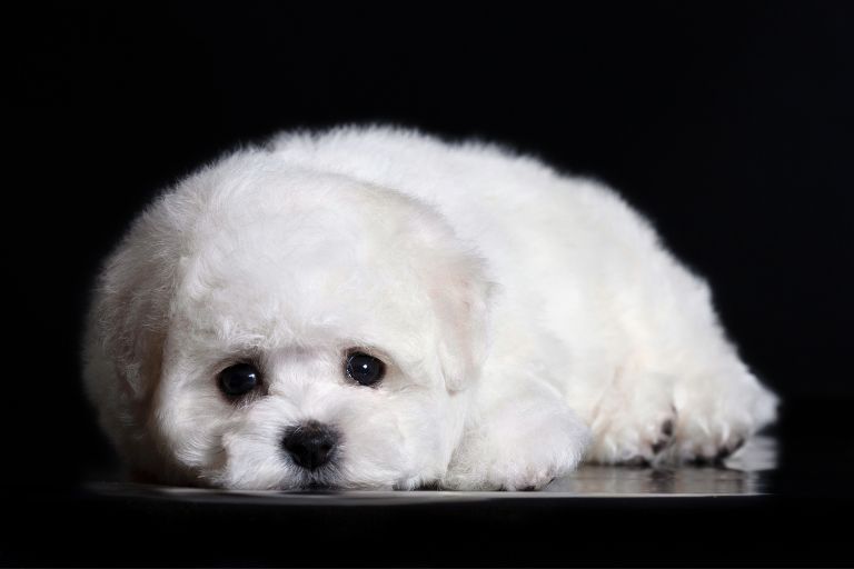 why do bichons cry