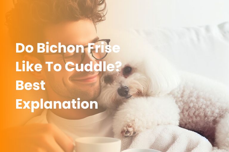 Do Bichon Frise Like To Cuddle