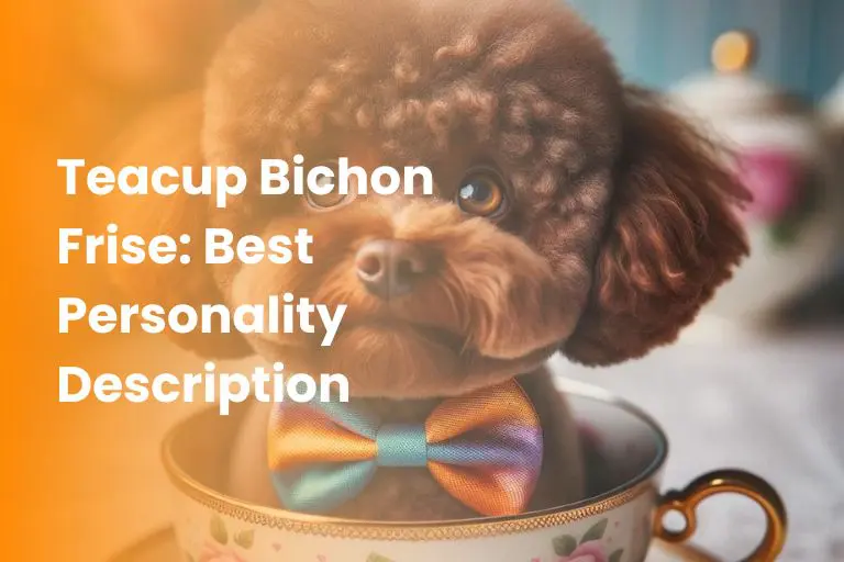 Teacup Bichon Frise
