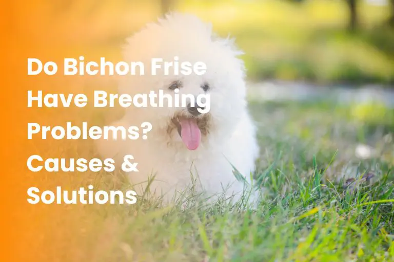 do bichon frise have breathing problems