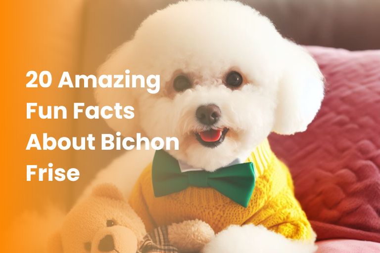 fun facts about bichon frise