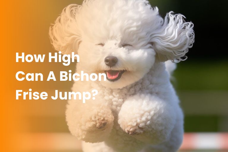 how high can a bichon frise jump