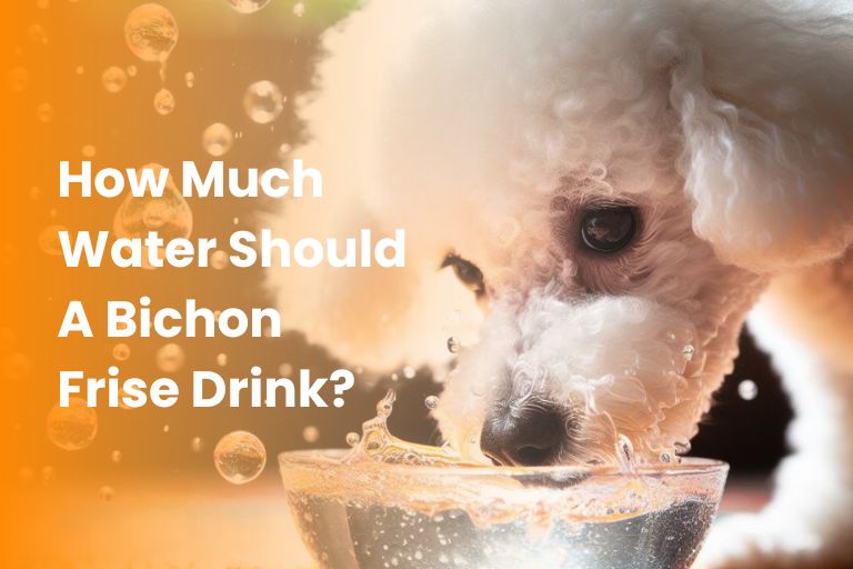 how much water should a bichon frise drink