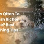 how often to wash bichon frise