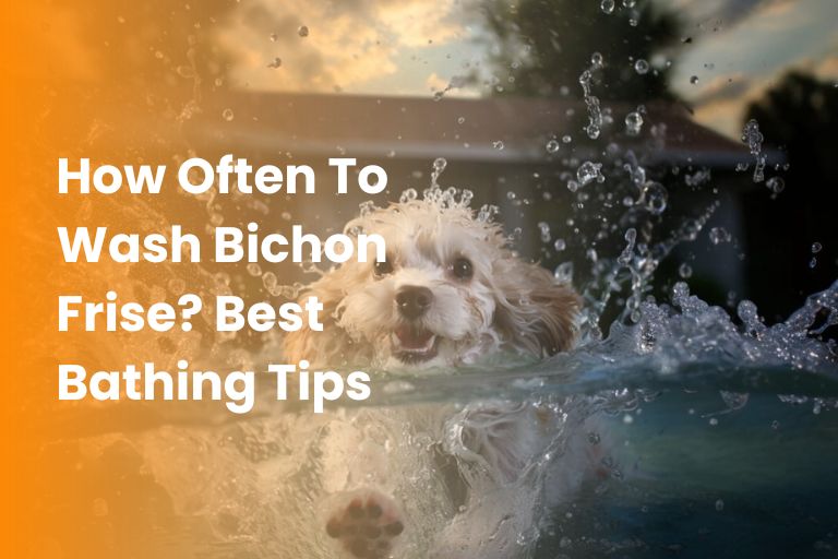 how often to wash bichon frise