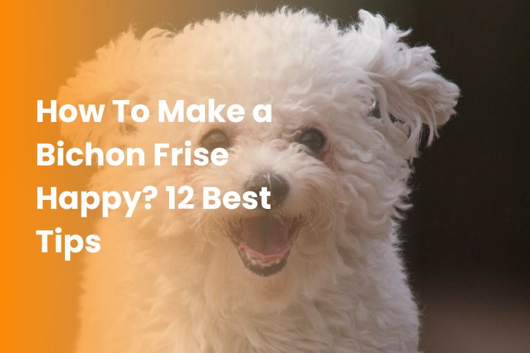 how to make a bichon frise happy