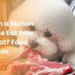 Can a Bichon Frise eat Raw Meat